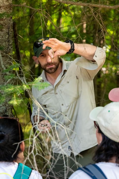 A guide holding a thin twig up at eye level for two participants to see, standing among conifer branches